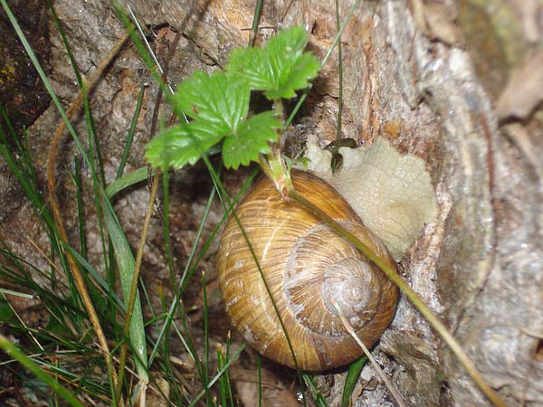 Weinbergschnecke