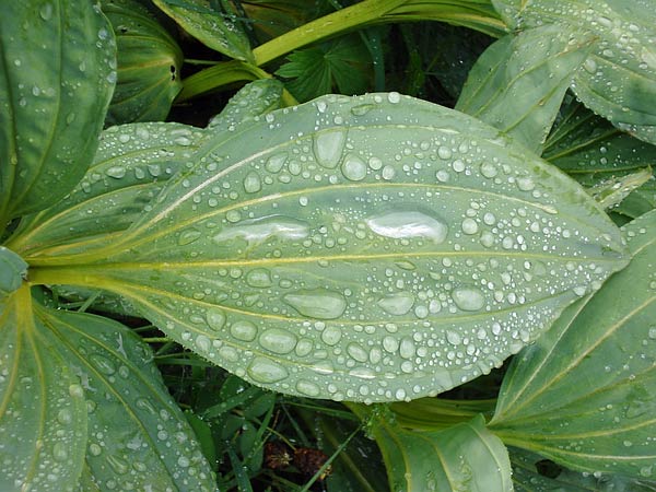 Blatt mit Wassertropfen