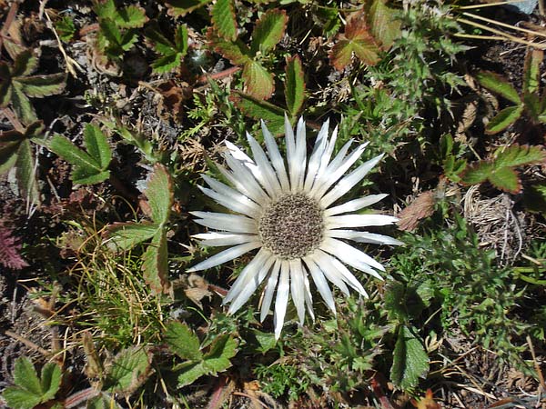 Silberdistel