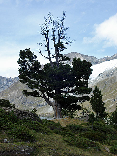 Baum nahe der Obere Stafelalp