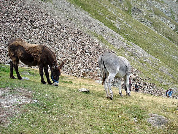 Esel an der Schönbiehl Hütte