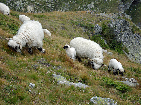 Walliser Schwarznasenschafe