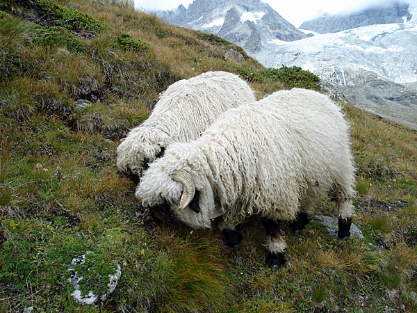 Walliser Schwarznasenschafe