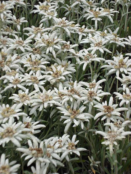 Edelweiss