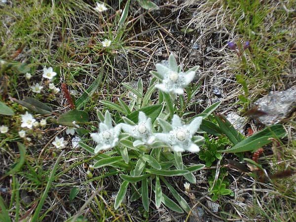 Edelweiss