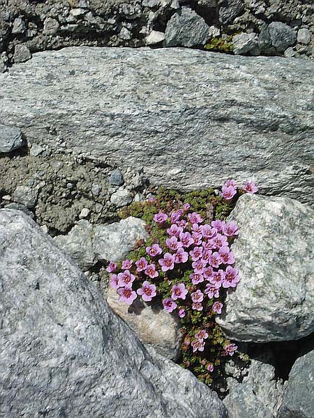 Gegenblättriger Steinbrech