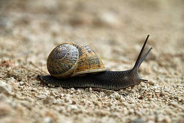 Weinbergschnecke