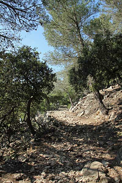 Durch Steineichenwälder führt der Weg aufwärts