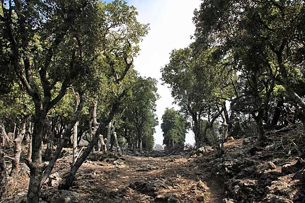 Coll de Son Gallard