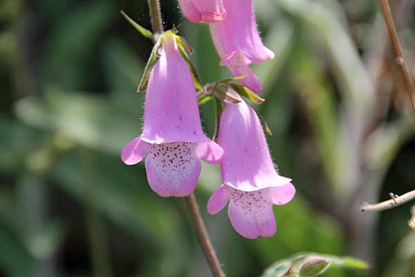 Rosa Glockenblume