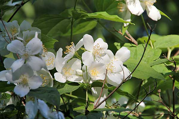 Blüten im Botanischen Garten