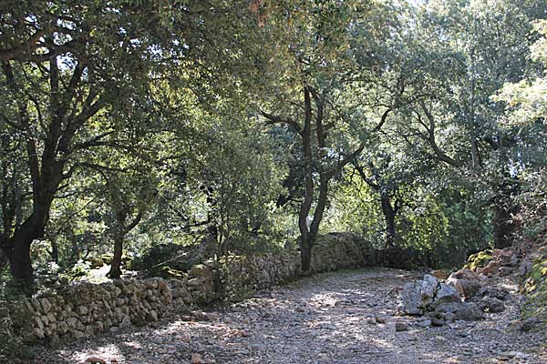 Auf der Camí Vell de Lluc 