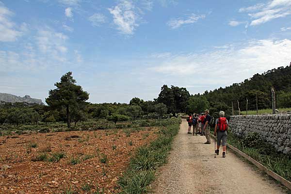 Auf dem Camí Vell de Pollença bei Binifaldó