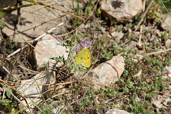 Getrübter Gelber Schmetterling