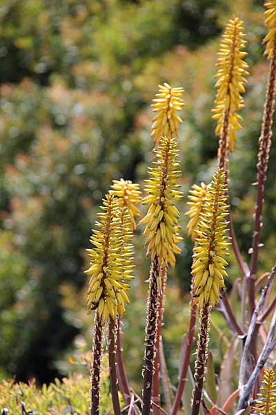 Gelbe Blüten der Aloe Vera