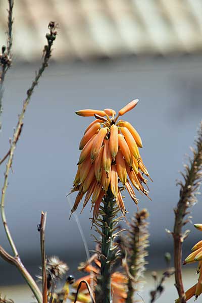 Blüte der Aloe Vera