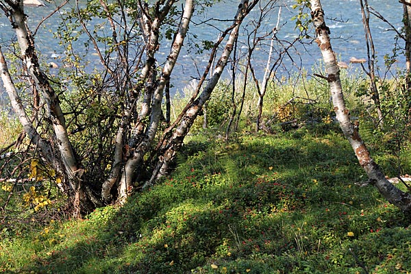 Fjällbirken am Ufer des Abiskojåkka