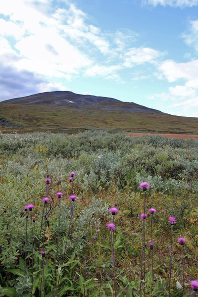 Disteln am Kungsleden