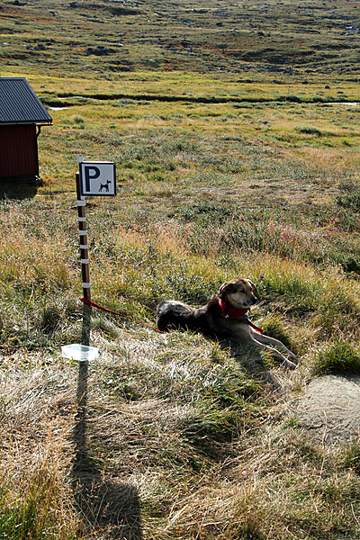 Hundeparkplatz an der Sälka-Hütte