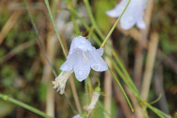 Glockenblume