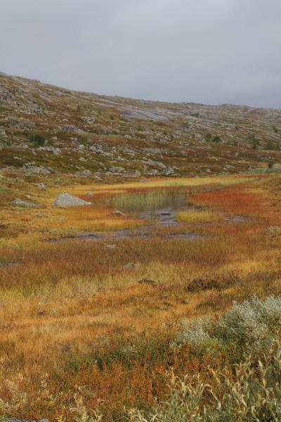 Tümpel im Sørdalen