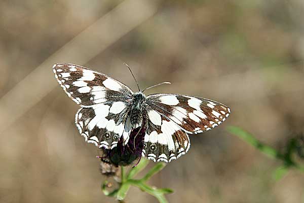 Schachbrett-Schmetterling