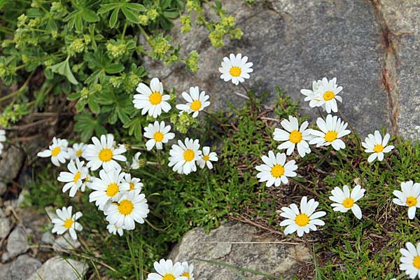 Alpen-Wucherblume