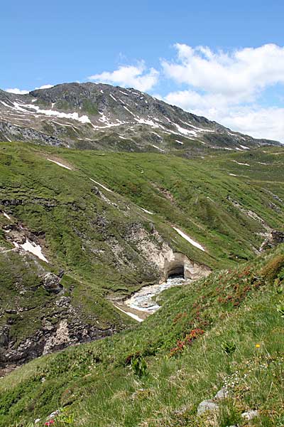 Murinascia Grande