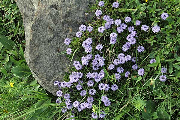 Nacktstängelige Kugelblumen