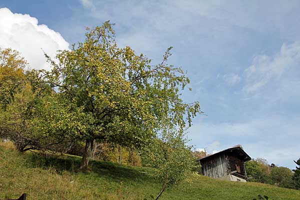 Apfelbaum in Aussenberg