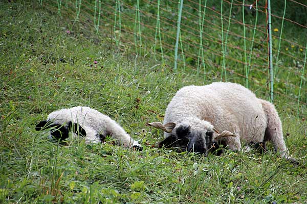 Walliser Schwarznasen Schafe