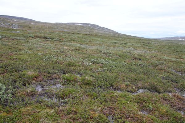 Feuchtwiesen im Tal des Suottasjjåhkå