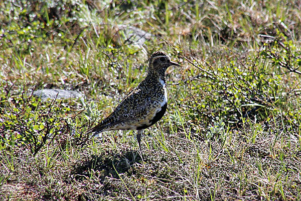 Goldregenpfeifer (Ljungpipare)