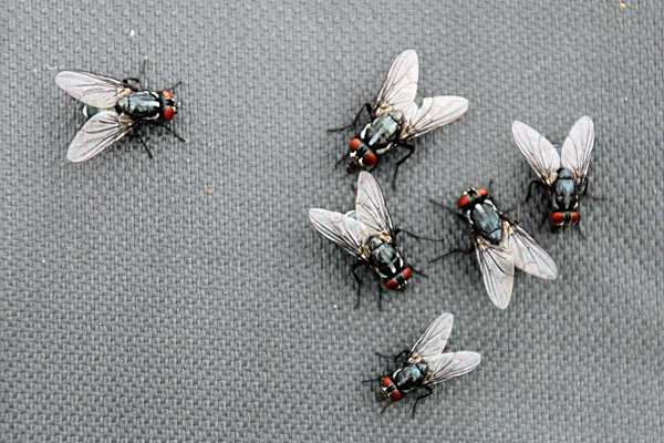 Fliegen am Alep Vassjajåkåtj