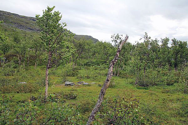 Fjellbirken am Lulep Vássjájågåsj