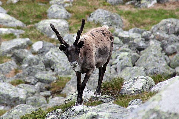 Rentier auf der Tjasskávárásj-Ebene westlich des Skierffe