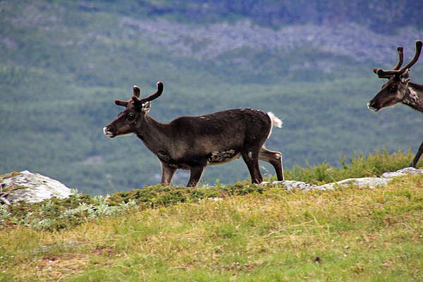 Rentiere auf der Tjasskávárásj-Ebene westlich des Skierffe