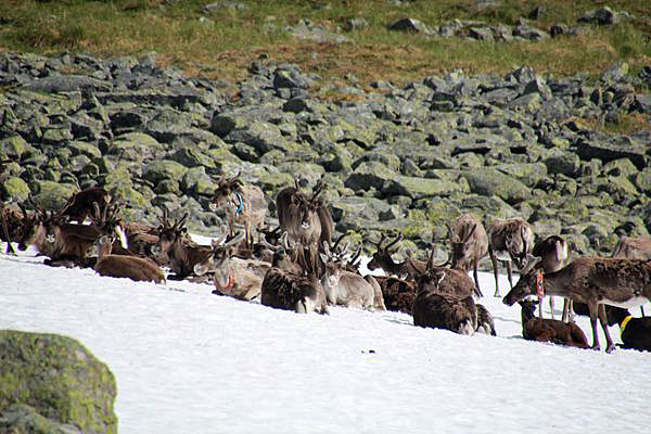 Rentiere nördlich des Skierffe