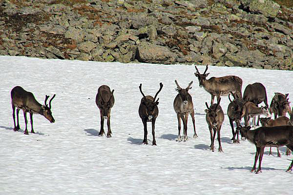 Rentiere nördlich des Skierffe