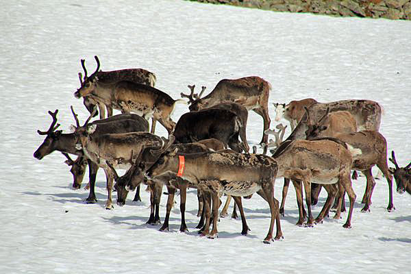 Rentiere nördlich des Skierffe