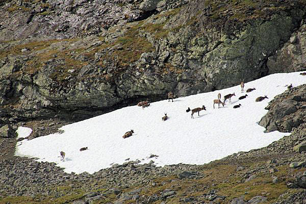 Rentiere östlich des Skierffe