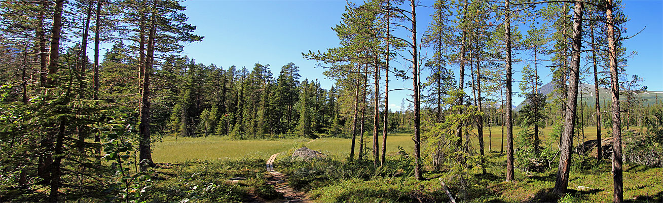 Wald und Feuchtflächen wechseln sich ab