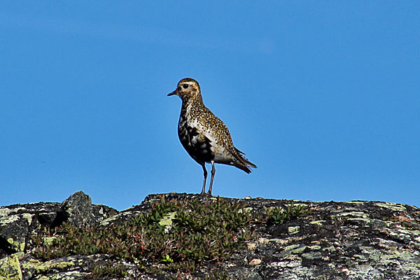 Goldregenpfeifer (Ljungpipare)