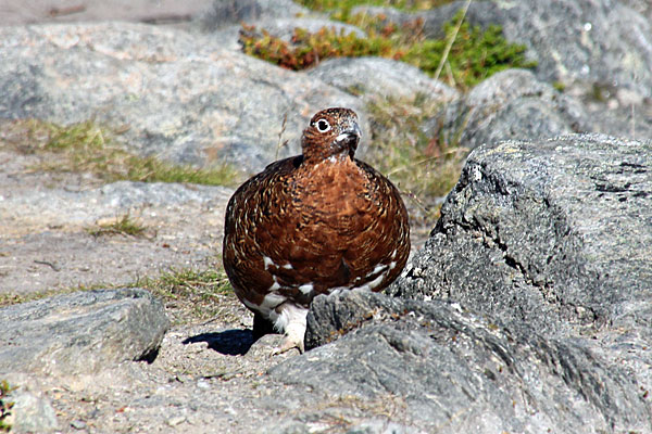 Alpenschneehuhn