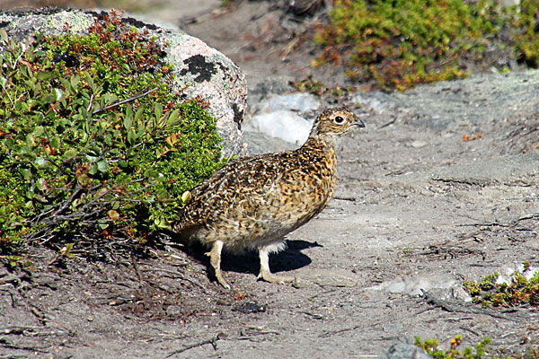 Alpenschneehuhn