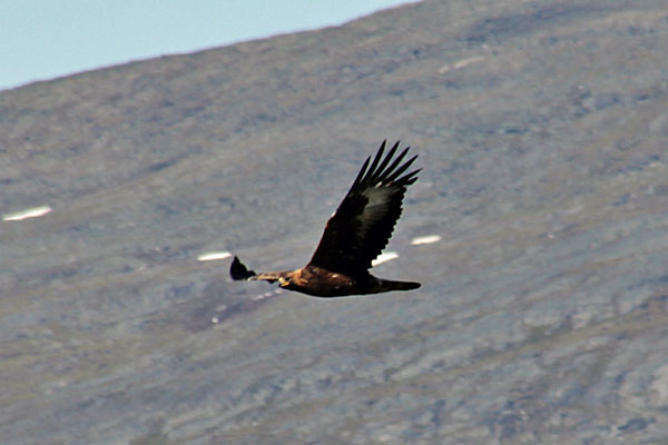 Steinadler