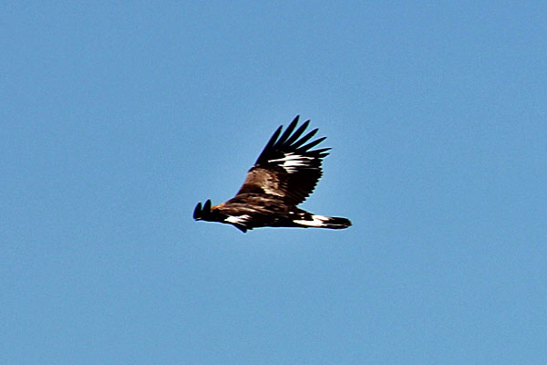 Steinadler