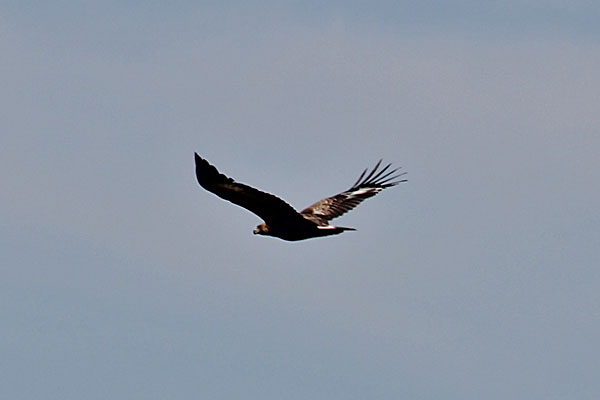 Steinadler