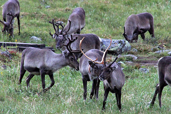 Rentiere am Gaskkasjohka im Tjäktjavagge