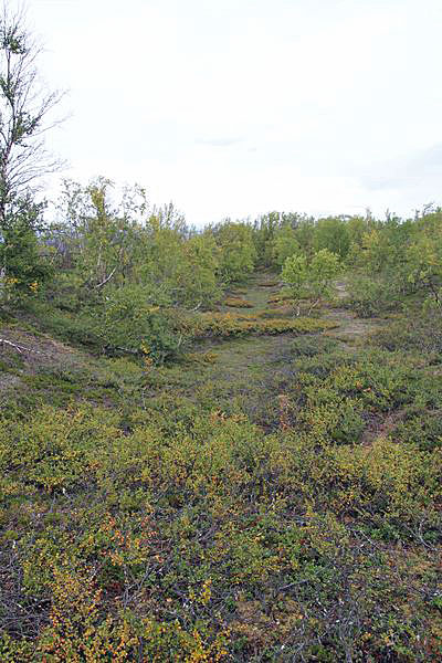 Fjällbirken